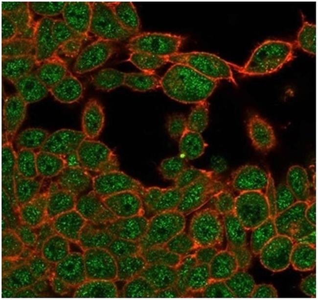 ZHX3 (Transcriptional Repressor) Antibody in Immunocytochemistry (ICC/IF)