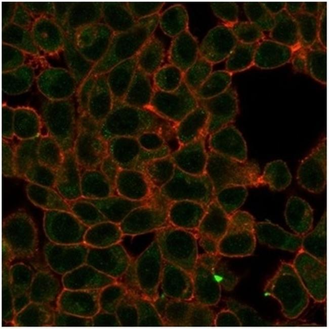 HIC2 (Hypermethylated in cancer 2) (Transcriptional Repressor) Antibody in Immunocytochemistry (ICC/IF)