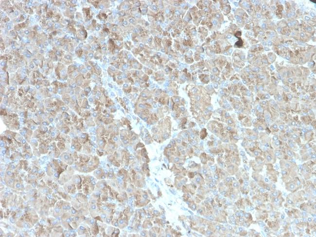 CELA3B/ELA3B Antibody in Immunohistochemistry (Paraffin) (IHC (P))