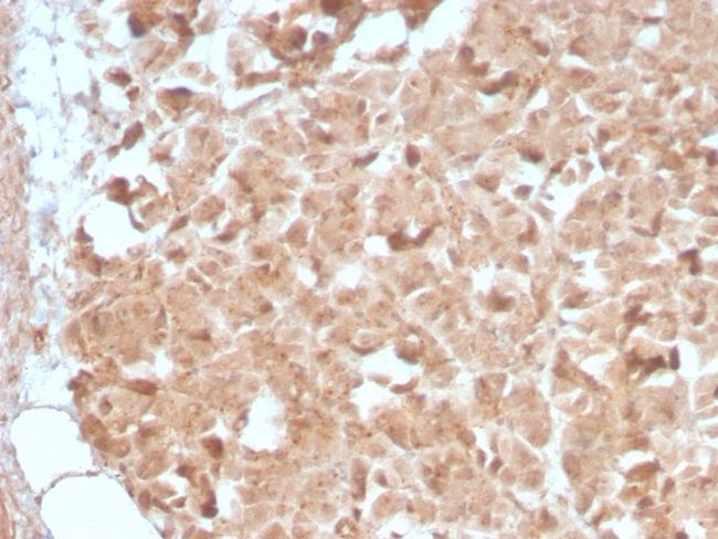 CELA3B/ELA3B (Pancreatic Function Marker) Antibody in Immunohistochemistry (Paraffin) (IHC (P))