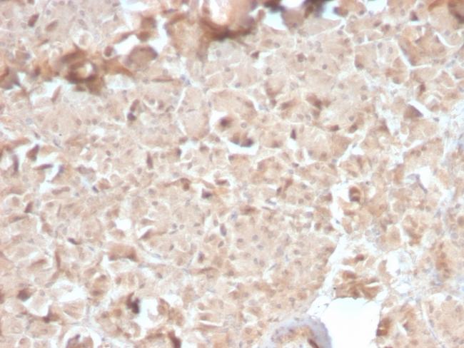 CELA3B/ELA3B (Pancreatic Function Marker) Antibody in Immunohistochemistry (Paraffin) (IHC (P))