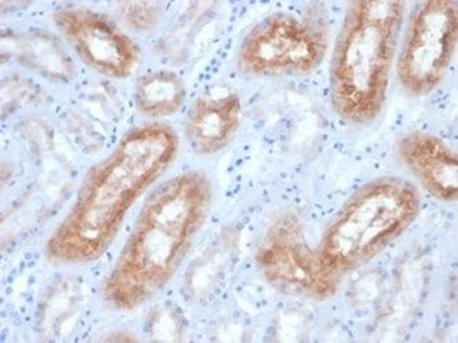 FOLH1/PSMA Antibody in Immunohistochemistry (Paraffin) (IHC (P))