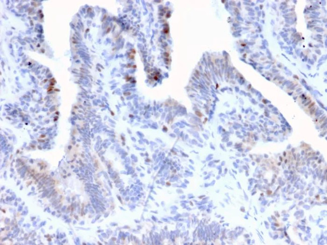 NR5A2/LRH1 Antibody in Immunohistochemistry (Paraffin) (IHC (P))