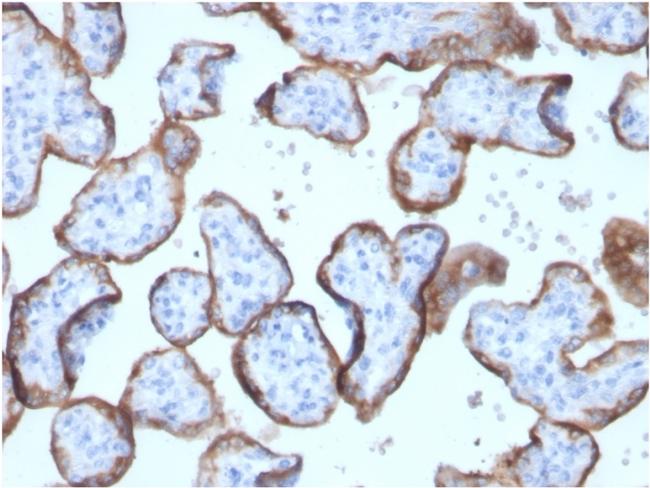 Alkaline Phosphatase (Placental)/PLAP Antibody in Immunohistochemistry (Paraffin) (IHC (P))