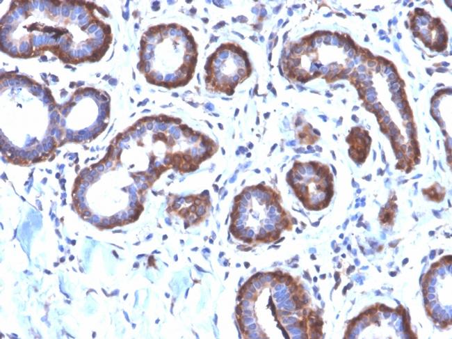 Ferritin, Light Chain (FTL) Antibody in Immunohistochemistry (Paraffin) (IHC (P))