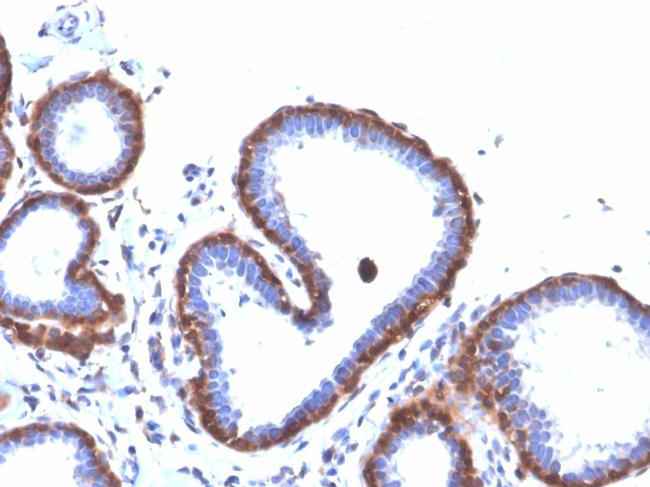 Ferritin, Light Chain Antibody in Immunohistochemistry (Paraffin) (IHC (P))