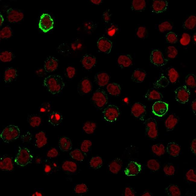 CD15/FUT4 (Reed-Sternberg Cell Marker) Antibody in Immunocytochemistry (ICC/IF)