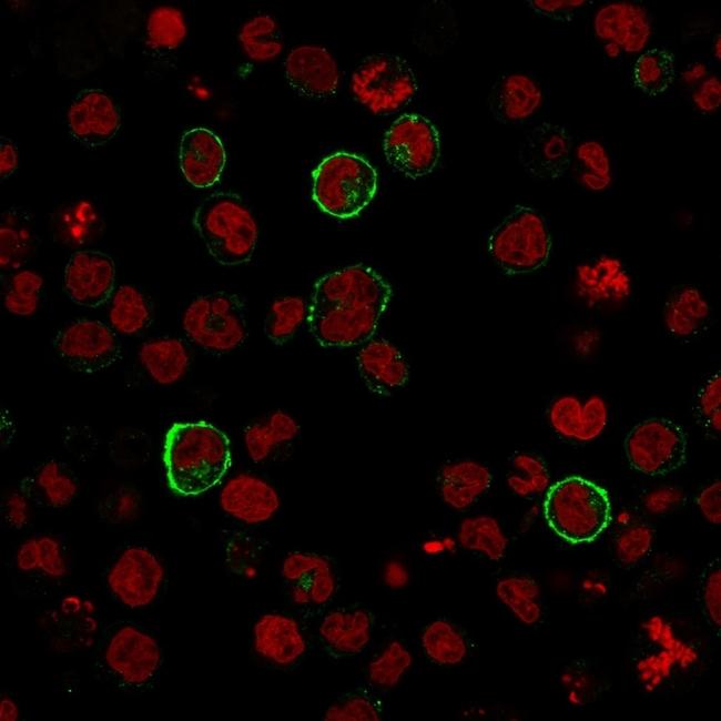 CD15/FUT4 (Reed-Sternberg Cell Marker) Antibody in Immunocytochemistry (ICC/IF)