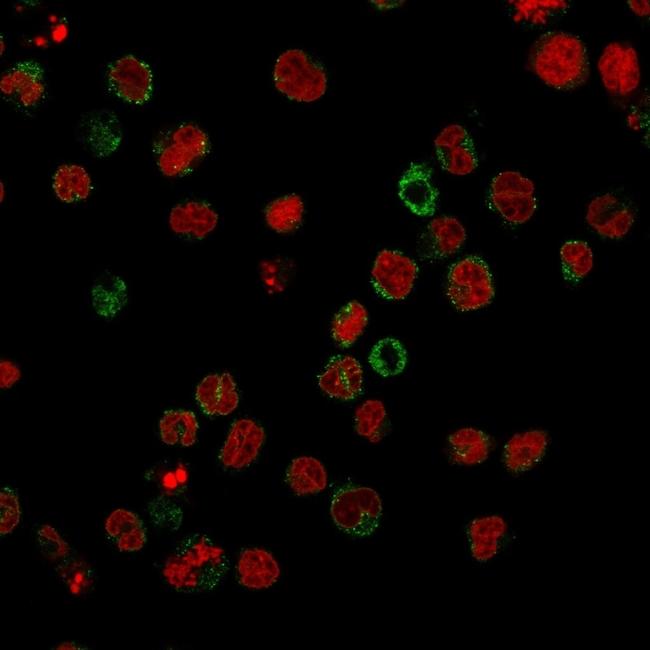 CD15/FUT4 (Reed-Sternberg Cell Marker) Antibody in Immunocytochemistry (ICC/IF)