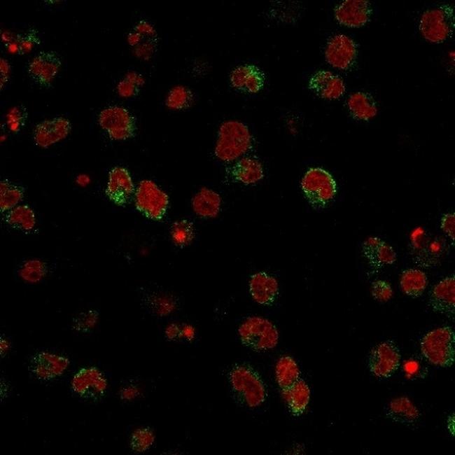 CD15/FUT4 (Reed-Sternberg Cell Marker) Antibody in Immunocytochemistry (ICC/IF)