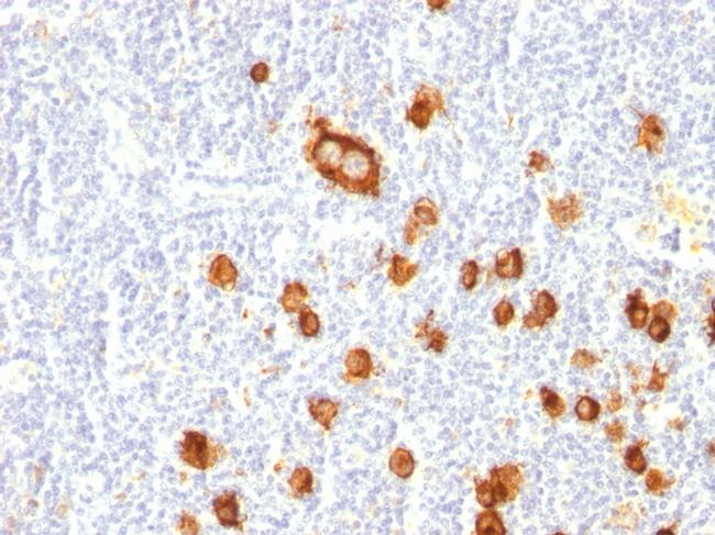 CD15/FUT4 Antibody in Immunohistochemistry (Paraffin) (IHC (P))