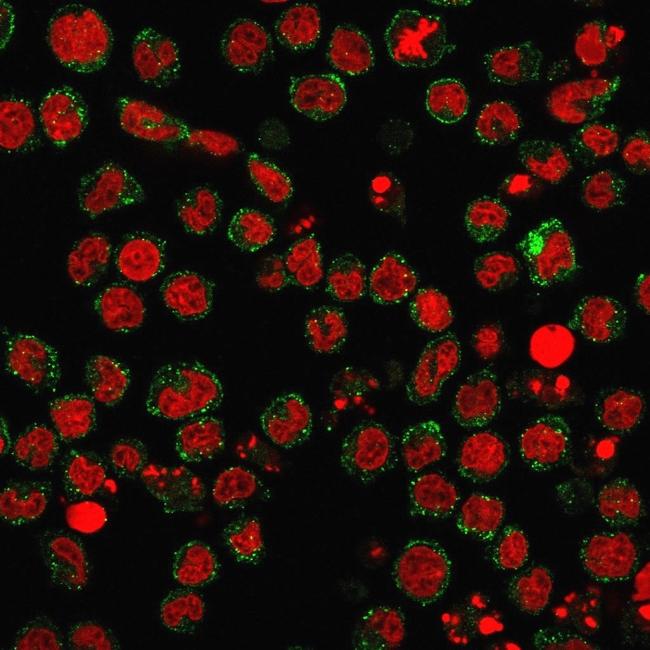 CD15/FUT4 (Reed-Sternberg Cell Marker) Antibody in Immunocytochemistry (ICC/IF)