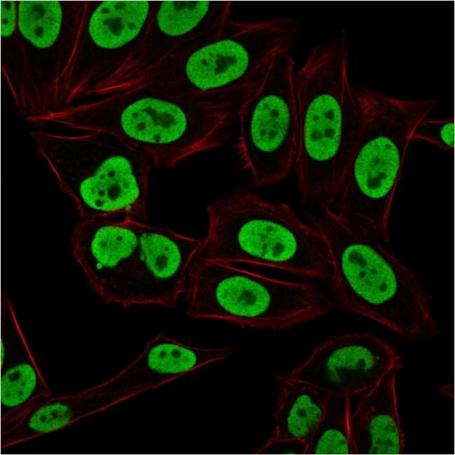 Ku (p70/p80) (Nuclear Marker) Antibody in Immunocytochemistry (ICC/IF)