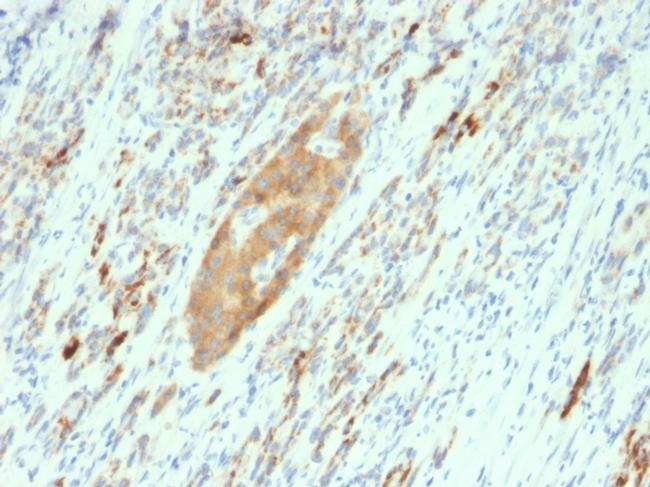 GAD2/GAD65 Antibody in Immunohistochemistry (Paraffin) (IHC (P))