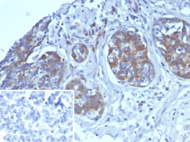 AMBP (Alpha 1 Microglobulin)/Bikunin Antibody in Immunohistochemistry (Paraffin) (IHC (P))