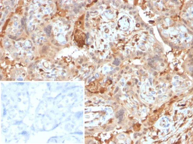 AMBP (Alpha 1 Microglobulin)/Bikunin Antibody in Immunohistochemistry (Paraffin) (IHC (P))