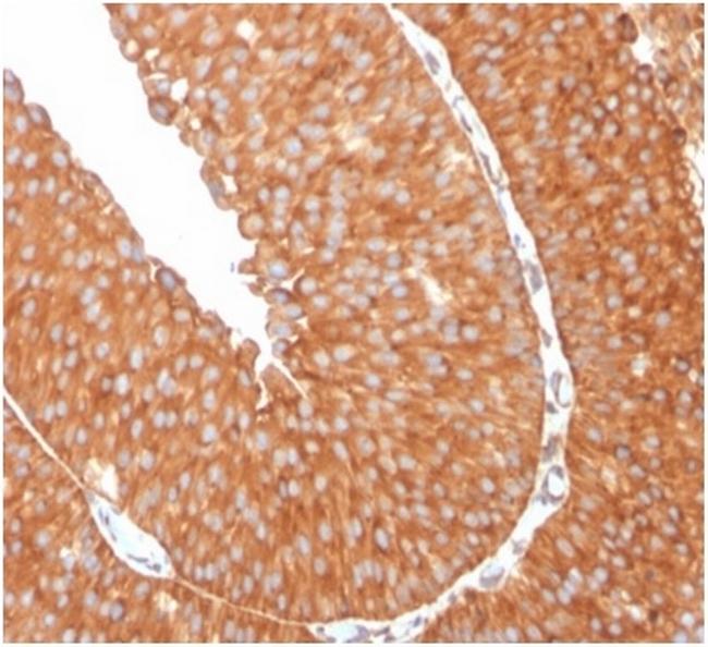 SERBP1/PAI-RBP1 Antibody in Immunohistochemistry (Paraffin) (IHC (P))