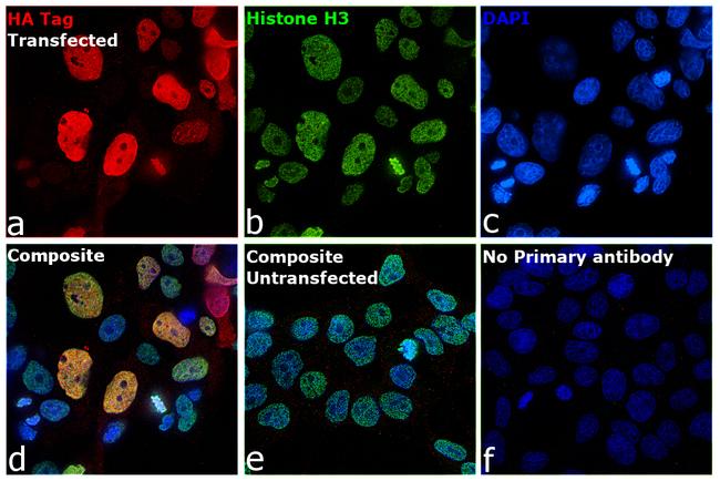 HA Tag Antibody in Immunocytochemistry (ICC/IF)