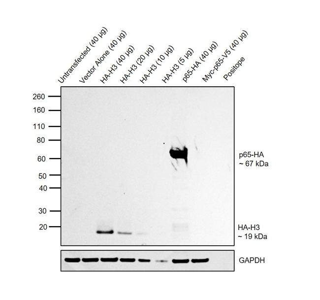 HA Tag Antibody in Western Blot (WB)