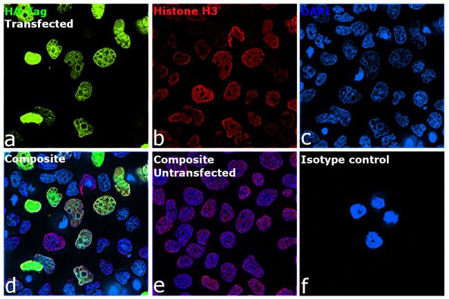 HA Tag Antibody in Immunocytochemistry (ICC/IF)