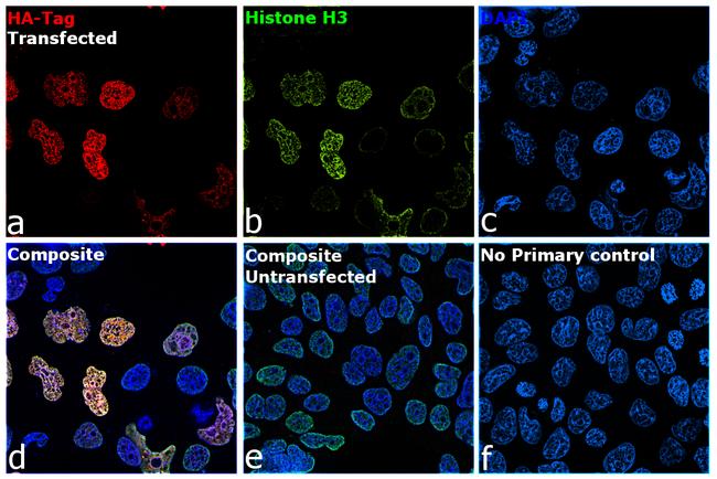 HA Tag Antibody in Immunocytochemistry (ICC/IF)