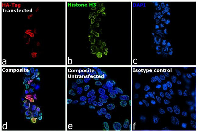 HA Tag Antibody in Immunocytochemistry (ICC/IF)