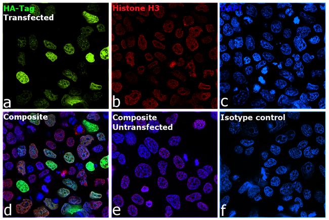 HA Tag Antibody in Immunocytochemistry (ICC/IF)