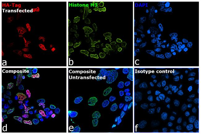 HA Tag Antibody in Immunocytochemistry (ICC/IF)