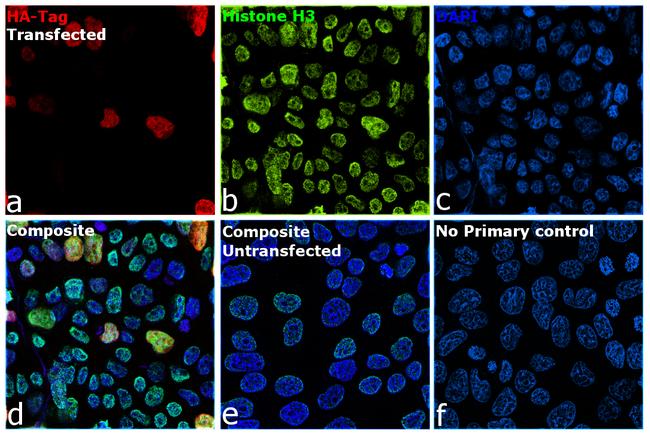 HA Tag Antibody in Immunocytochemistry (ICC/IF)