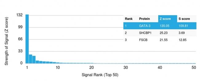 GATA-3 (Breast and Urothelial Marker) Antibody in Peptide array (ARRAY)