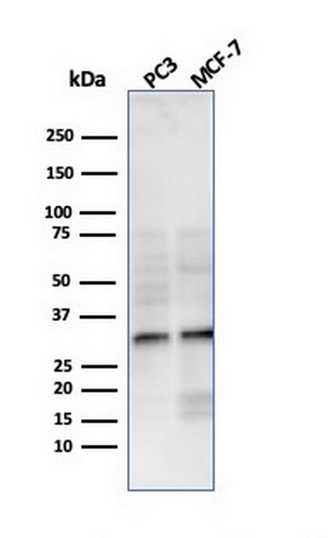 NKX2.8 Antibody in Western Blot (WB)