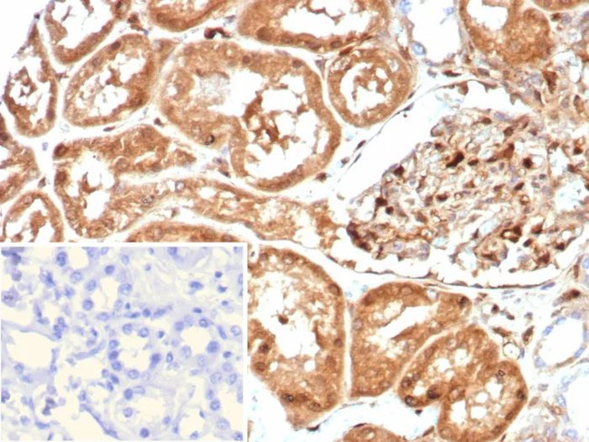 GBP1 Antibody in Immunohistochemistry (Paraffin) (IHC (P))