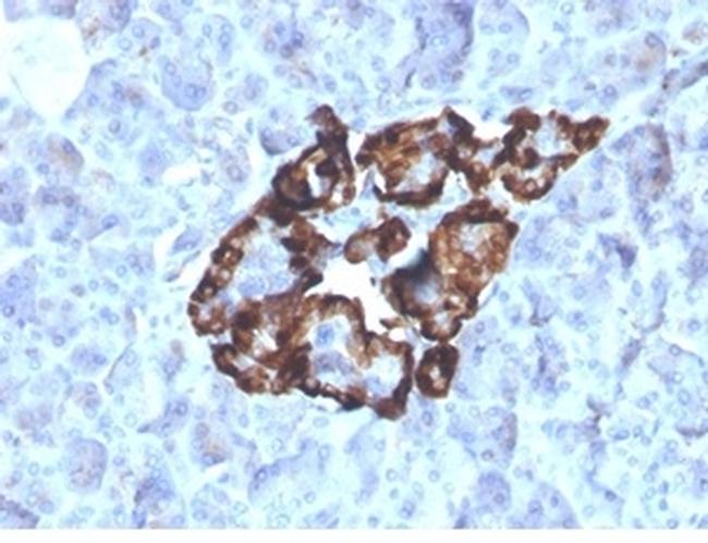 GC Vitamin D Binding Protein Antibody in Immunohistochemistry (Paraffin) (IHC (P))