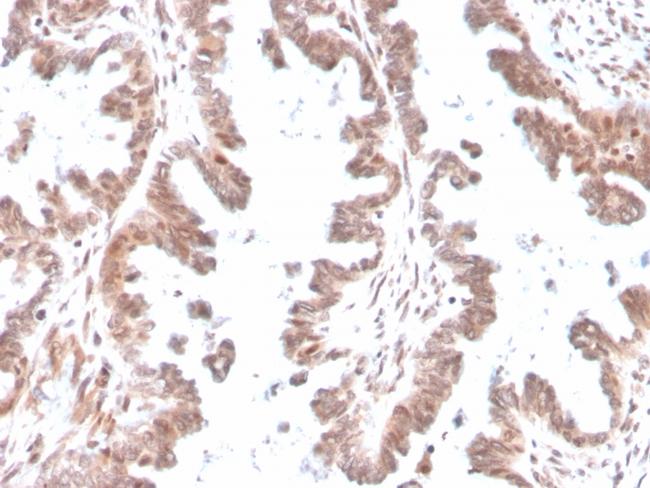 GDF9 (Growth Differentiation Factor 9) Antibody in Immunohistochemistry (Paraffin) (IHC (P))