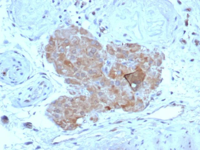 Anti Mullerian Hormone (AMH)/Mullerian Inhibiting Substance (MIS) Antibody in Immunohistochemistry (Paraffin) (IHC (P))