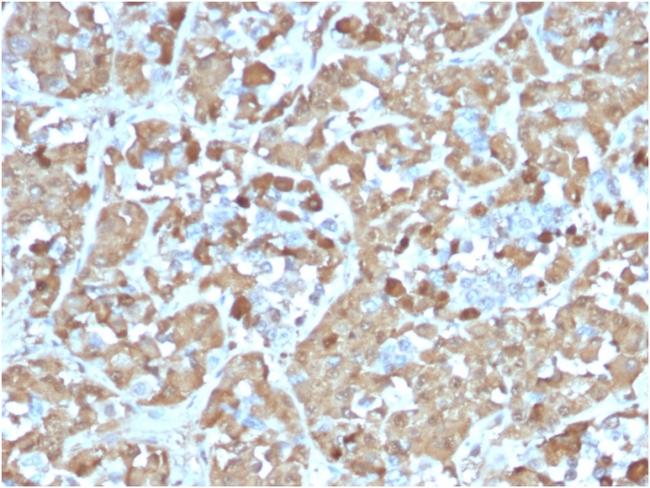 Growth Hormone (Pituitary Marker) Antibody in Immunohistochemistry (Paraffin) (IHC (P))