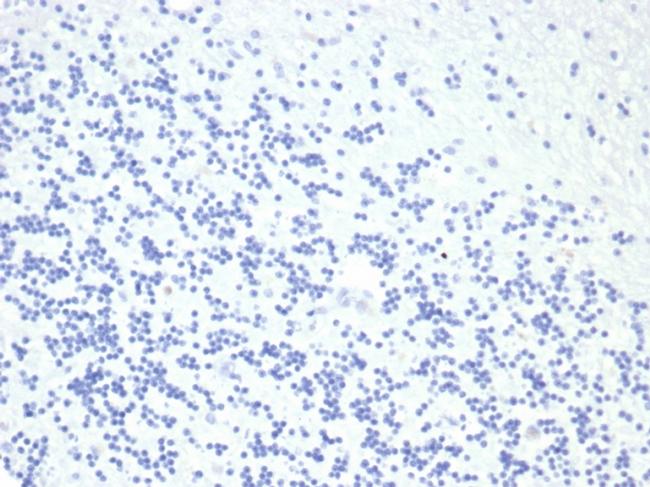 Growth Hormone Antibody in Immunohistochemistry (Paraffin) (IHC (P))