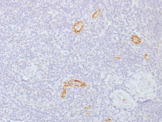 Connexin 32 (Gap Junction Protein) Antibody in Immunohistochemistry (Paraffin) (IHC (P))