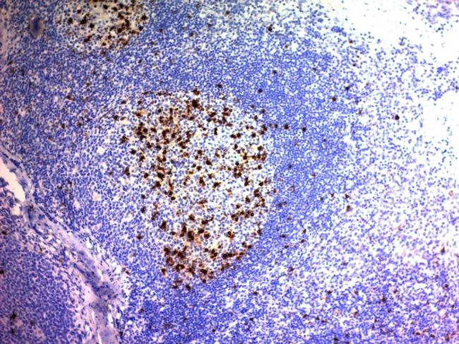 CD57/B3GAT1 Antibody in Immunohistochemistry (Paraffin) (IHC (P))