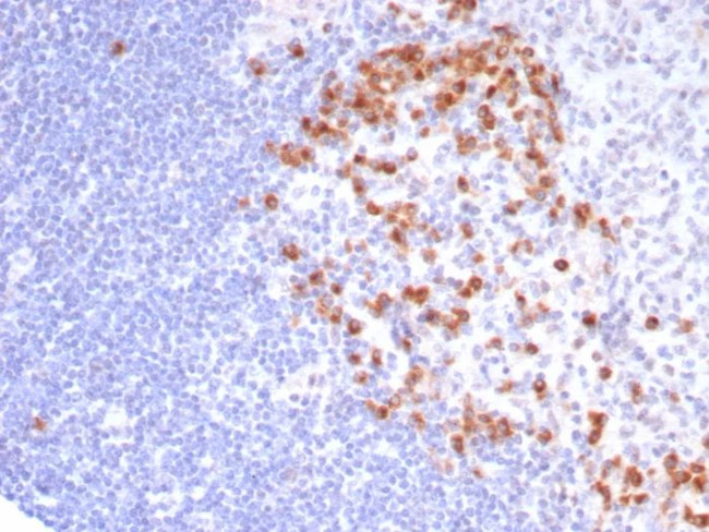 CD57/B3GAT1 (Natural Killer Cell Marker) Antibody in Immunohistochemistry (Paraffin) (IHC (P))