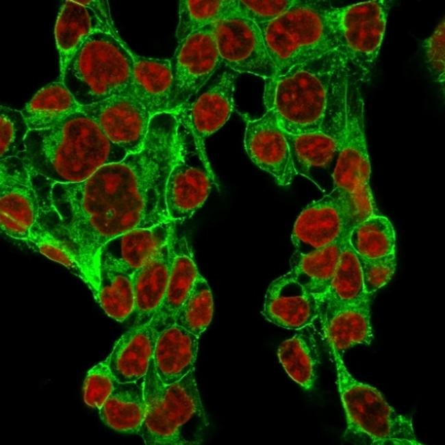 Glypican-3 (GPC3) Antibody in Immunocytochemistry (ICC/IF)