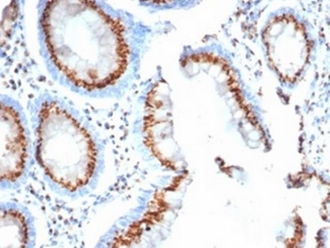 GLG1 (Golgi Glycoprotein 1) (Marker for Human Cells) Antibody in Immunohistochemistry (Paraffin) (IHC (P))