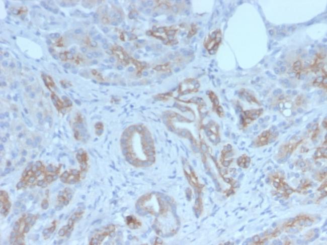 GLG1 (Golgi Glycoprotein 1) (Marker for Human Cells) Antibody in Immunohistochemistry (Paraffin) (IHC (P))