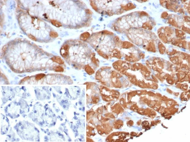 Glutamine Synthetase/GLUL Antibody in Immunohistochemistry (Paraffin) (IHC (P))