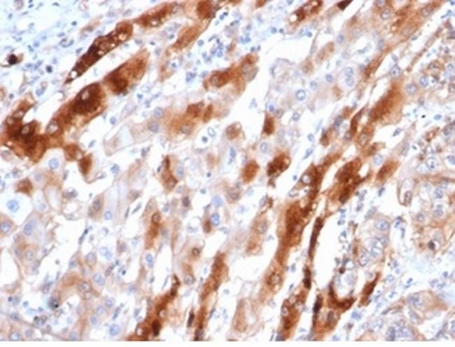 Glutamine Synthetase/GLUL Antibody in Immunohistochemistry (Paraffin) (IHC (P))