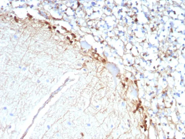 Glutamine Synthetase/GLUL Antibody in Immunohistochemistry (Paraffin) (IHC (P))