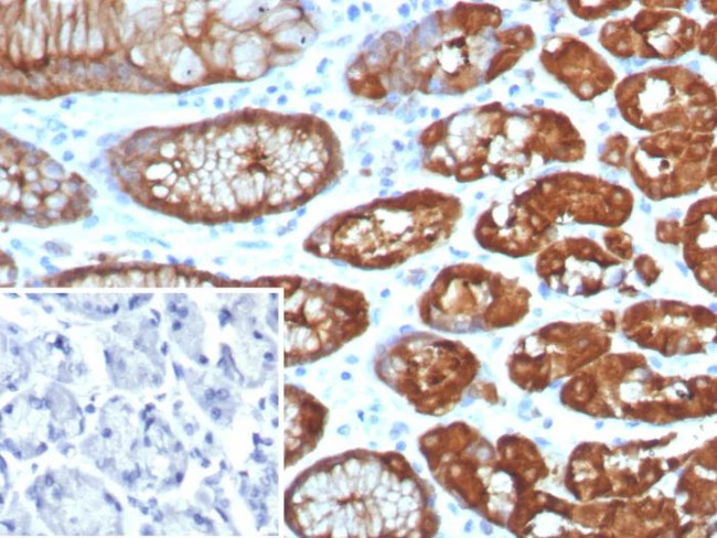 Glutamine Synthetase/GLUL Antibody in Immunohistochemistry (Paraffin) (IHC (P))