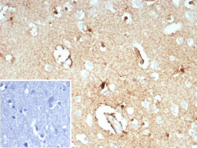 Glutamine Synthetase/GLUL Antibody in Immunohistochemistry (Paraffin) (IHC (P))