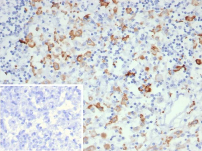 CD163L1 Antibody in Immunohistochemistry (Paraffin) (IHC (P))