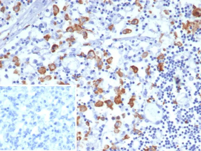 CD163L1 Antibody in Immunohistochemistry (Paraffin) (IHC (P))